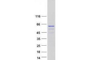 Western Blotting (WB) image for Cofactor of BRCA1 (COBRA1) protein (Myc-DYKDDDDK Tag) (ABIN2727090)