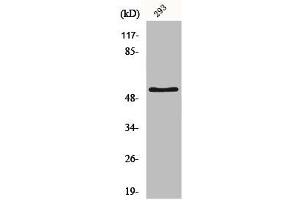 Western Blot analysis of HepG2 cells using IRX2 Polyclonal Antibody (IRX2 抗体  (Internal Region))