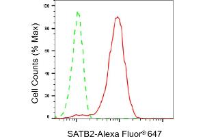 Flow cytometric analysis of SATB2 expression in HeLa cells using SATB2 antibody (ABIN7800274), 1:2,000). (Recombinant SATB2 抗体)