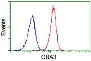 Flow cytometric Analysis of Jurkat cells, using anti-GBA3 antibody (ABIN2454420), (Red), compared to a nonspecific negative control antibody, (Blue). (GBA3 抗体  (AA 1-150, AA 370-469))