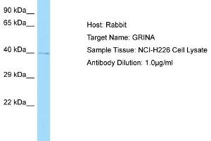 Host: RabbitTarget Name: GRINAAntibody Dilution: 1. (GRINA 抗体  (Middle Region))