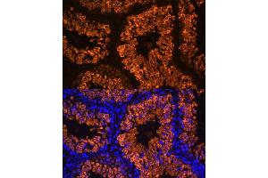 Immunofluorescence analysis of mouse testis using LDHC Polyclonal Antibody (ABIN7268172) at dilution of 1:100 (40x lens). (Lactate Dehydrogenase C 抗体  (AA 150-250))