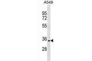 Western Blotting (WB) image for anti-PARK2 Co-Regulated (PACRG) antibody (ABIN2999618) (PACRG 抗体)