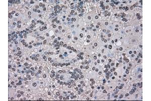 Image no. 7 for anti-Transmembrane Protein 100 (TMEM100) antibody (ABIN1501422) (TMEM100 抗体)