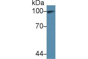 Detection of TNPO1 in Human 293T cell lysate using Polyclonal Antibody to Transportin 1 (TNPO1) (Transportin 1 抗体  (AA 593-836))