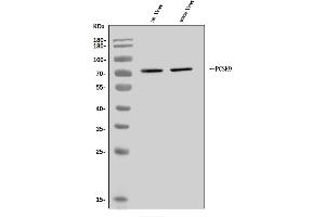 Western blot analysis of PCSK9/Pcsk9 using anti-PCSK9/Pcsk9 antibody (ABIN7600371).