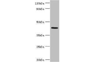 Western blot All lanes: Nitrogen permease regulator 2-like protein antibody at 7 μg/mL + Mouse skeletal muscle tissue Secondary Goat polyclonal to rabbit IgG at 1/10000 dilution Predicted band size: 44, 24 kDa Observed band size: 44 kDa (NPRL2 抗体  (AA 1-220))