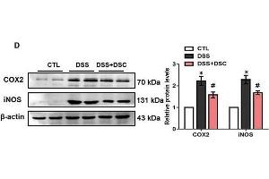 DSC ameliorates DSS-mediated loss of intestinal barrier integrity and inflammatory response. (PTGS2 抗体  (AA 375-604))