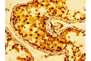 IHC image of ABIN7142604 diluted at 1:100 and staining in paraffin-embedded human testis tissue performed on a Leica BondTM system. (AZI2 抗体  (AA 258-376))