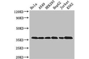 Western Blot Positive WB detected in: Hela whole cell lysate, A549 whole cell lysate, HEK293 whole cell lysate, HepG2 whole cell lysate, Jurkat whole cell lysate, K562 whole cell lysate All lanes: GAPDH antibody at 3 μg/mL Secondary Goat polyclonal to rabbit IgG at 1/50000 dilution Predicted band size: 37, 32 kDa Observed band size: 37 kDa (GAPDH 抗体  (AA 3-335))