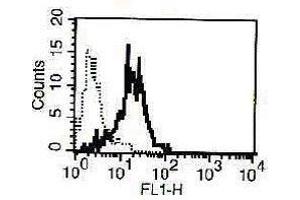 A typical staining pattern of NK-L cell line with the B-D49 monoclonal antibody (CD94 抗体)