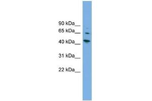 WB Suggested Anti-WIPF2 Antibody Titration: 0. (WIPF2 抗体  (Middle Region))