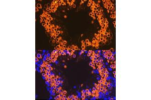 Immunofluorescence analysis of mouse testis cells using Calmegin Rabbit mAb (ABIN7266025) at dilution of 1:100 (40x lens). (Calmegin 抗体)