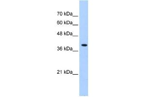 WB Suggested Anti-PEX10 Antibody Titration:  0. (PEX10 抗体  (Middle Region))