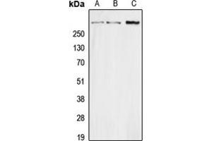 Western blot analysis of Secretin expression in HEK293T (A), Raw264. (Secretin 抗体  (Center))