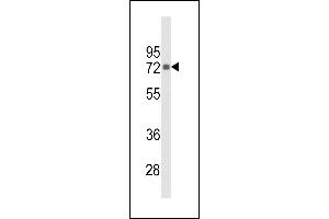 Western blot analysis of hPIP5K1G- (ABIN392596 and ABIN2842125) in Hela cell line lysates (35 μg/lane). (PIP5K1C 抗体  (C-Term))