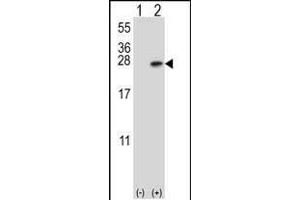 Western Blotting (WB) image for anti-14-3-3 alpha + beta (YWHAB) (AA 217-246), (C-Term) antibody (ABIN392788)