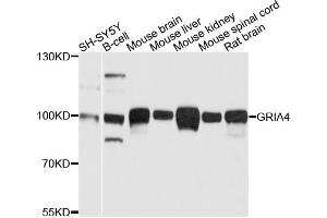 Western blot analysis of extracts of various cell lines, using GRIA4 antibody (ABIN5996297) at 1/1000 dilution. (GRIA4 抗体)