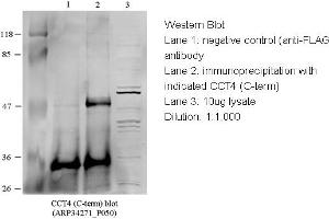 Image no. 1 for anti-Chaperonin Containing TCP1, Subunit 4 (Delta) (CCT4) (C-Term) antibody (ABIN2775695) (CCT4 抗体  (C-Term))