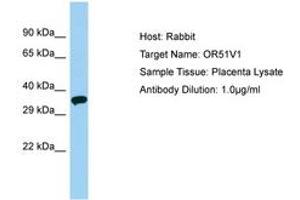 Image no. 1 for anti-Olfactory Receptor, Family 51, Subfamily V, Member 1 (OR51V1) (AA 206-255) antibody (ABIN6749901)