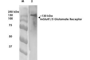 Western Blot analysis of Rat Brain Membrane showing detection of ~130 kDa mGluR5 protein using Mouse Anti-mGluR5 Monoclonal Antibody, Clone S75-33 . (Metabotropic Glutamate Receptor 5 抗体  (AA 824-1203) (Biotin))