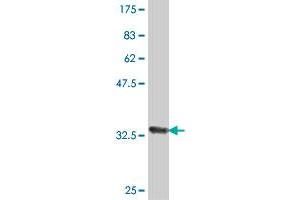 Western Blot detection against Immunogen (35. (CDC5L 抗体  (AA 719-802))