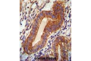 TPGS2 antibody (Center) immunohistochemistry analysis in formalin fixed and paraffin embedded human uterus tissue followed by peroxidase conjugation of the secondary antibody and DAB staining.
