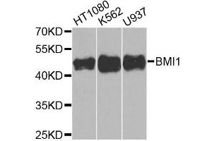 Western blot analysis of extracts of various cell lines, using BMI1 antibody (ABIN5970044) at 1/1000 dilution. (BMI1 抗体)