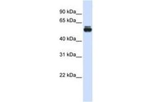 Image no. 1 for anti-Tripartite Motif Containing 35 (TRIM35) (AA 151-200) antibody (ABIN6740643) (TRIM35 抗体  (AA 151-200))