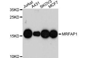 Western blot analysis of extracts of various cell lines, using MRFAP1 antibody. (MRFAP1 抗体)