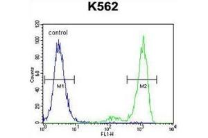 Flow cytometric analysis of K562 cells using ESSPL Antibody  (right histogram) compared to a negative control cell (left histogram). (ESSPL 抗体  (Middle Region))