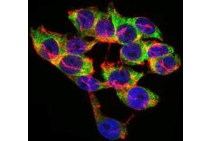 Immunofluorescence analysis of HepG2 cells using LPA mouse mAb (green). (Lp(a) 抗体  (AA 1823-2013))