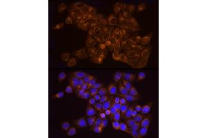 Immunofluorescence analysis of HeLa cells using [KO Validated]  Rabbit mAb (ABIN7265466) at dilution of 1:25 (40x lens). (Adenylate Kinase 2 抗体)
