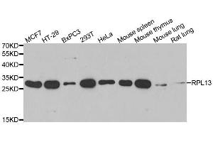Western blot analysis of extracts of various cell lines, using RPL13 antibody. (RPL13 抗体  (AA 1-211))