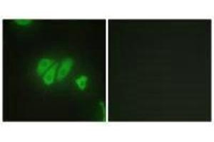 Immunofluorescence analysis of HepG2 cells, using PDZD2 antibody. (PDZD2 抗体)