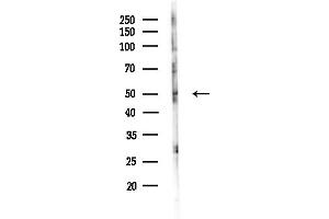anti-Smad1/9 (C-Term) antibody
