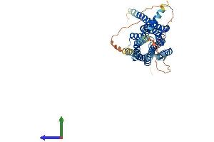 AlphaFold protein structure predicition of Human Recombinant HTR1A Protein, UniprotID P08908