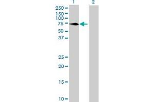 Western Blot analysis of MPP3 expression in transfected 293T cell line by MPP3 MaxPab polyclonal antibody.