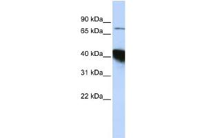 WB Suggested Anti-KIAA0427 Antibody Titration:  0.