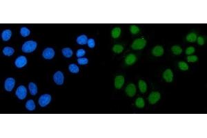 IF analysis of ACF1/BAZ1A using anti-ACF1/BAZ1A antibody (ABIN7599651).