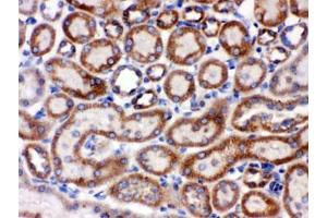 IHC testing of FFPE rat kidney with GRP75 antibody. (HSPA9 抗体)