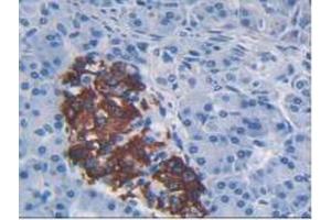 IHC-P analysis of Human Pancreas Tissue, with DAB staining. (CCL2 抗体  (AA 24-99))