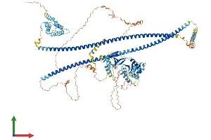 Protein Structure (PS) image for Caspase Recruitment Domain Family, Member 10 (CARD10) (AA 1-1032) protein (His tag) (ABIN7553074)