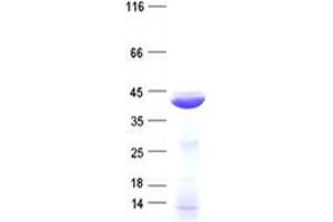 Validation with Western Blot (PTER Protein (His tag))