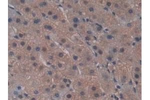 Immunohistochemistry (IHC) image for anti-Frizzled Family Receptor 1 (Fzd1) (AA 117-322) antibody (ABIN7435805)
