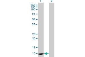 Western Blot analysis of PROK1 expression in transfected 293T cell line by PROK1 MaxPab polyclonal antibody. (Prokineticin 1 抗体  (AA 1-105))