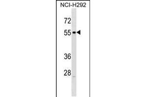 Western blot analysis in NCI-H292 cell line lysates (35ug/lane). (Relaxin 3 Receptor 1 抗体  (C-Term))