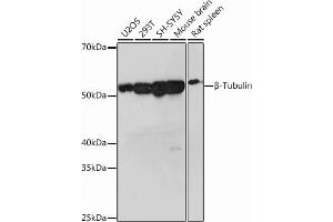 Western blot analysis of extracts of various cell lines, using β-Tubulin Rabbit mAb (ABIN7271043) at 1:1000 dilution. (TUBB 抗体)