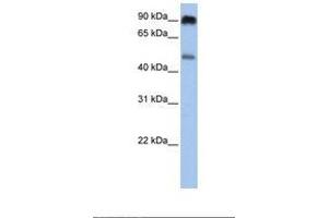 Image no. 1 for anti-Solute Carrier Family 45, Member 2 (SLC45A2) (AA 326-375) antibody (ABIN6738094) (SLC45A2 抗体  (AA 326-375))