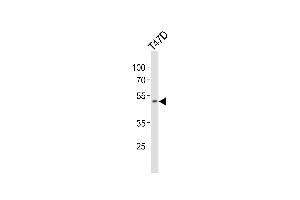 Western blot analysis of lysate from T47D cell line, using HOXA10 Antibody (Center) (ABIN654234 and ABIN2844067). (HOXA10 抗体  (AA 244-271))